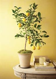 Image result for Indoor Fig Tree