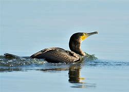 Image result for Cormorant Nose