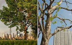 Image result for Urban Tree in Tank