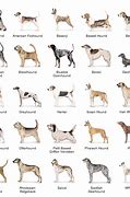 Image result for AKC Terrier Breeds