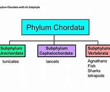 Image result for Subphylum of Chordata