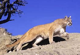 Image result for Mountain Lion Calendar