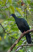 Image result for Black Guan