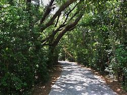 Image result for Paved Path Tree