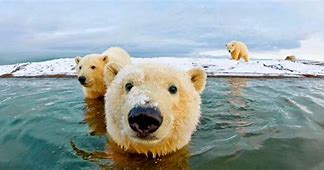 Image result for Polar Bear Global Warming