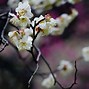 Image result for Plum Blossom Japan