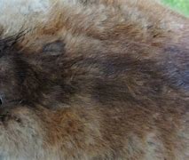 Image result for Muskrat Pelt