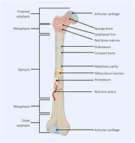 Image result for Open Diagram of Bone