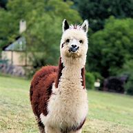 Image result for Cute Llama Figurine