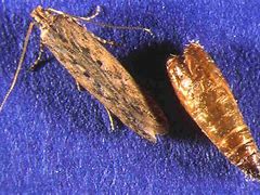 Image result for Life Cycle of Potato Tuber Moth