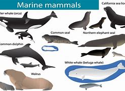 Image result for Ocean Mammals Animals