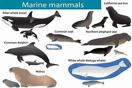 Image result for Different Ocean Mammals