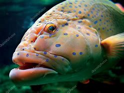 Image result for Big Tropical Fish