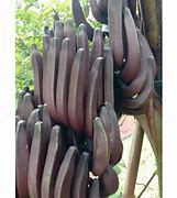 Image result for Pisang Raja Merah