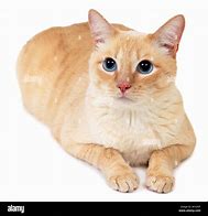 Image result for Ginger Cat with Amber Eyes