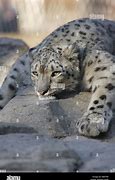 Image result for Snow Leopard Back Legs Lying Down