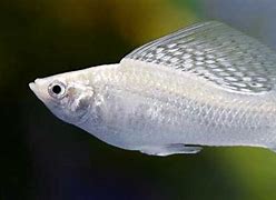 Image result for Melvius Fish