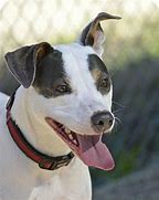 Image result for Rat Terrier Basset Mix