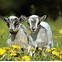 Image result for pygmy goat cartoon