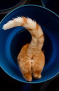 Image result for Cat Chases Tail