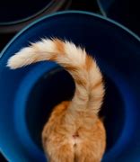 Image result for Cat Flat Tail