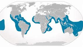 Image result for Tiger Shark Location