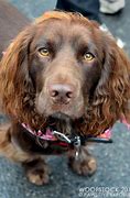 Image result for Brown English Cocker Spaniel