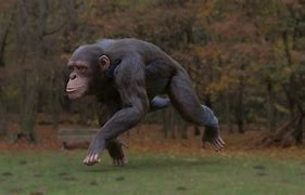 Image result for Chimpanzee Running