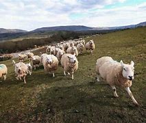 Image result for Sheep FRIM Sing