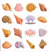 Image result for Sea SHELL Top