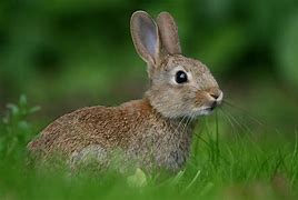 Image result for Foreign Rabbit