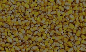 Image result for Corn Pests