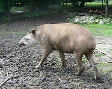 Image result for Tapir Wallpaper