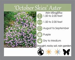 Image result for Aster October Skies