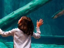 Image result for Great Lakes Aquarium