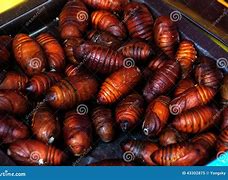 Image result for Pupa Using Duckweed Leaves