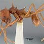 Image result for Leafcutter Ant Farm