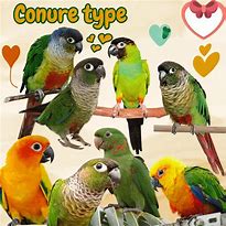 Image result for Conure