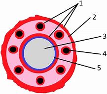 Image result for Rvot Heart Anatomy