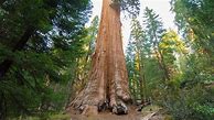 Image result for General Grant Tree Sequoia National Park