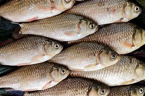 Image result for Canada Fish Species