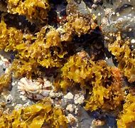 Image result for Brown Sea Plants