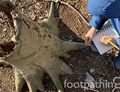 Image result for Dirty around a Tree On the Footpath