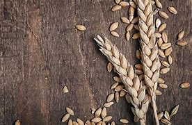 Image result for Wheat Harvest