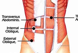 Image result for External Oblique Muscle Injury