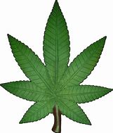 Image result for Transparent Marijuana Leaf Clip Art