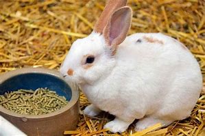 Image result for Rabbit Poop Pellets