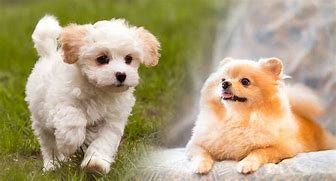 Image result for Small Toy Dog Breeds