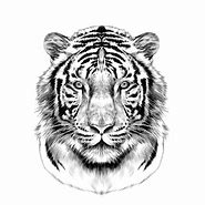 Image result for White Tiger Drawing On Grey Paper Cute