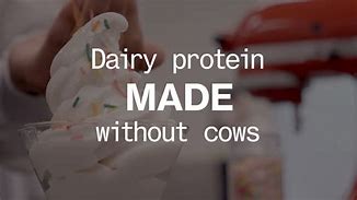 Image result for Protein without Dairy